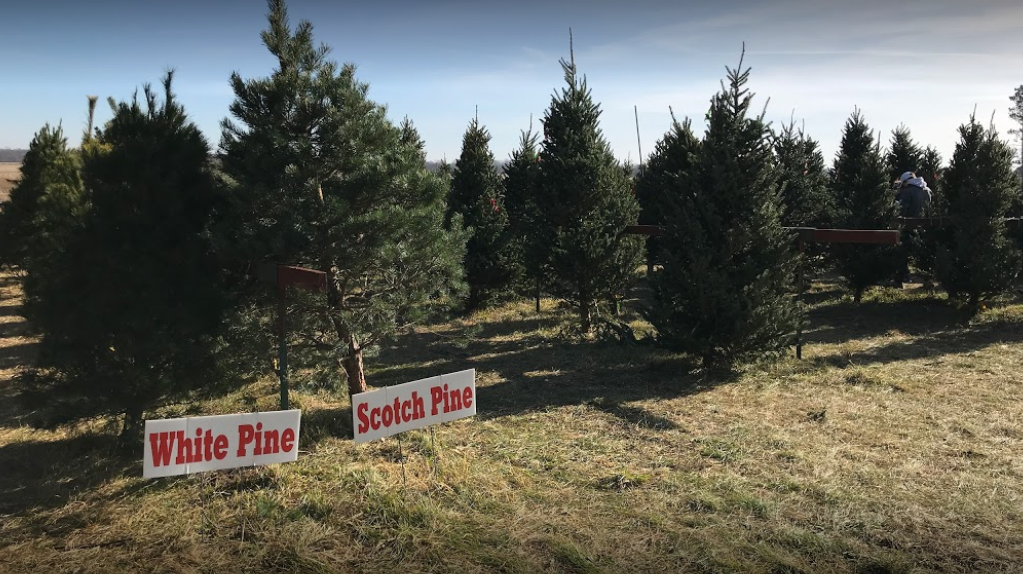 Talbott's Christmas Tree Farm